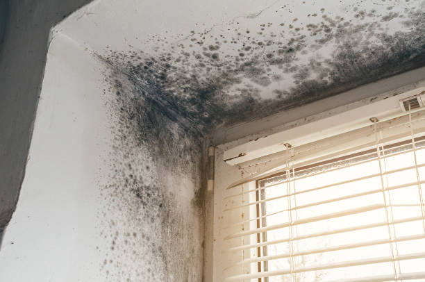 Affordable Mold Remediation solutions in Hanscom AFB, MA